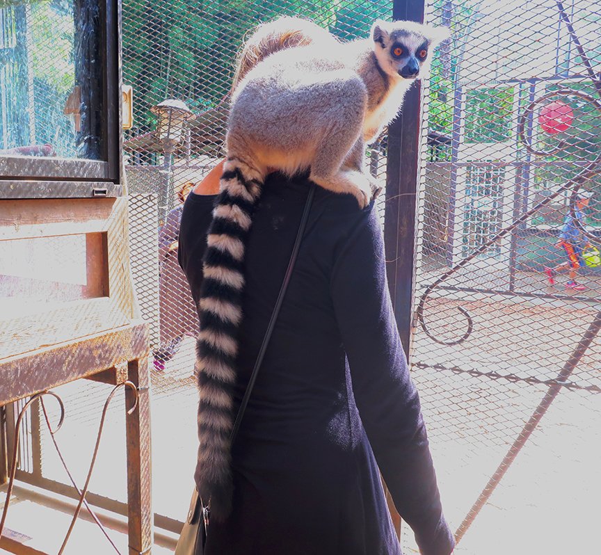 🦒 사유리 월드 (사유리 와루도) 이미지 8